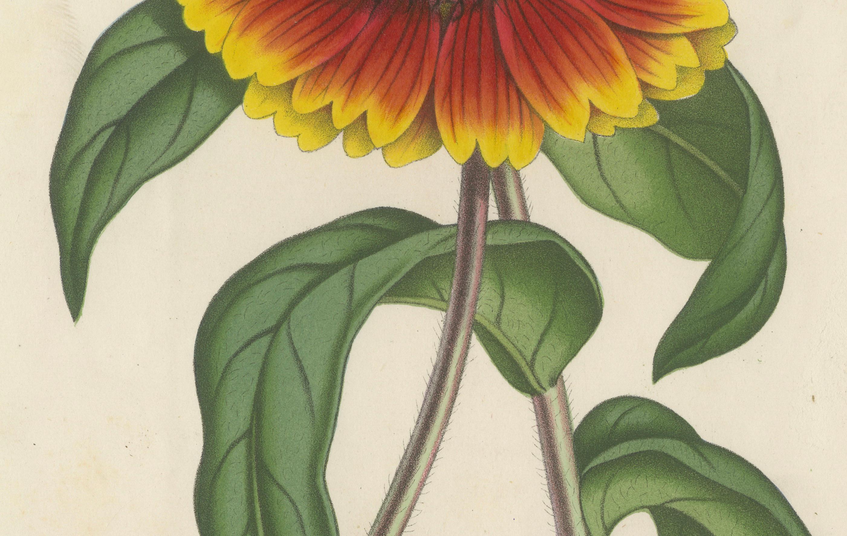 Botanical Illustration of Blanket Flower: Gaillardia Grandiflora

This vibrant lithograph features the Gaillardia grandiflora, commonly known as the Blanket Flower. This striking plant is celebrated for its large, daisy-like flowers with bold colors