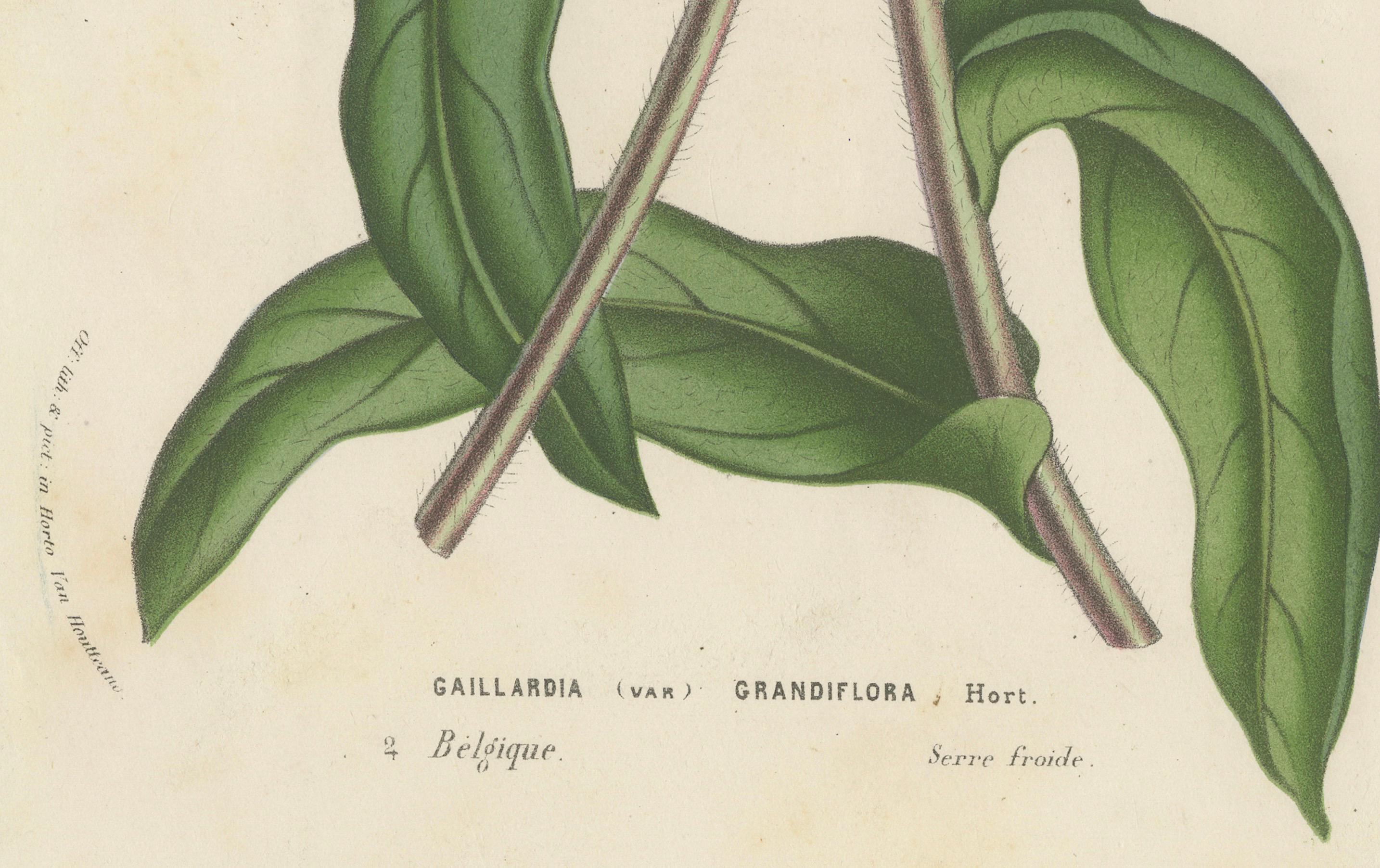 Botanical Illustration of Blanket Flower: Gaillardia Grandiflora, c.1855 In Good Condition For Sale In Langweer, NL