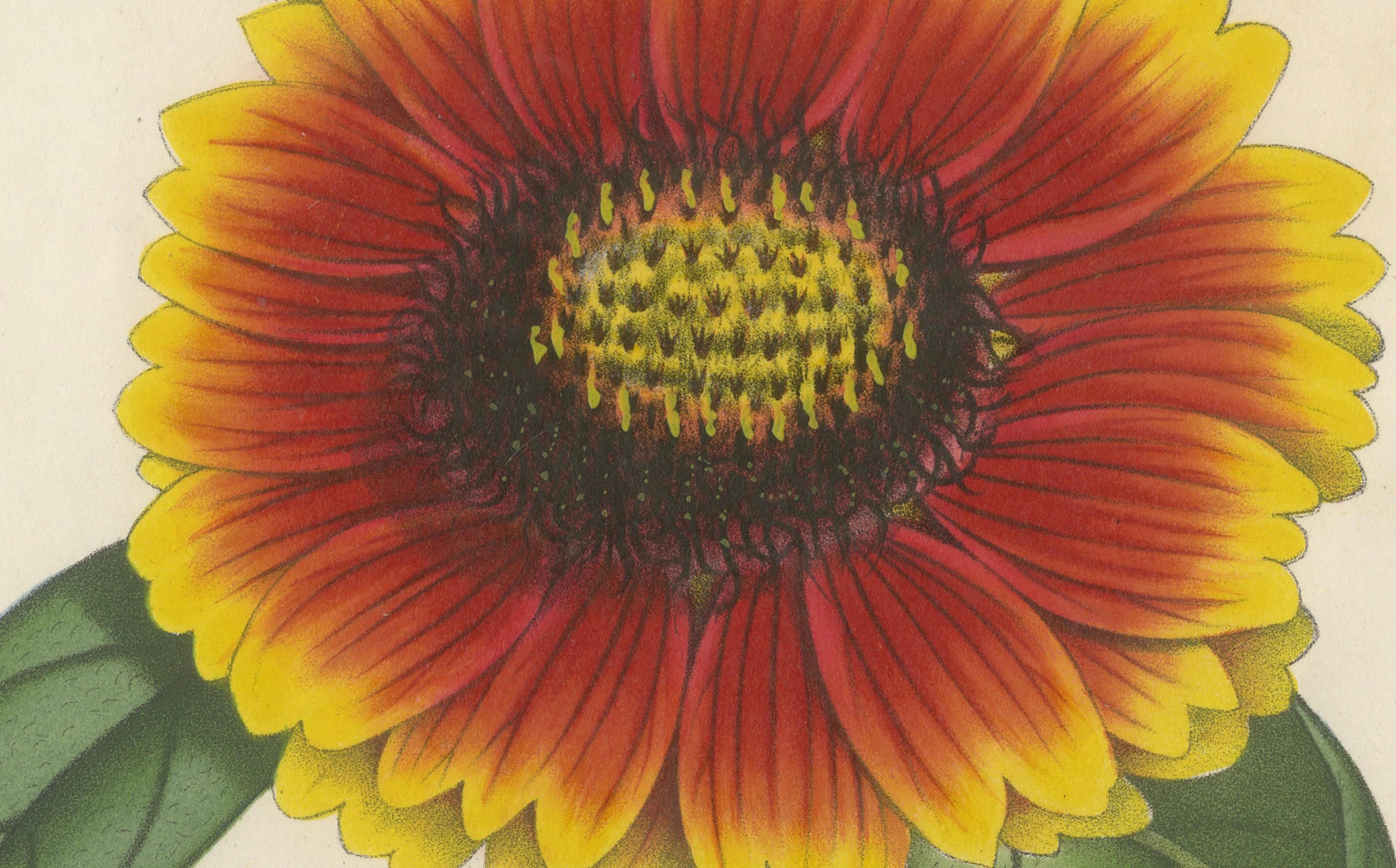Mid-19th Century Botanical Illustration of Blanket Flower: Gaillardia Grandiflora, c.1855 For Sale
