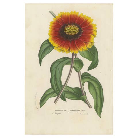 Botanical Illustration of Blanket Flower: Gaillardia Grandiflora, c.1855