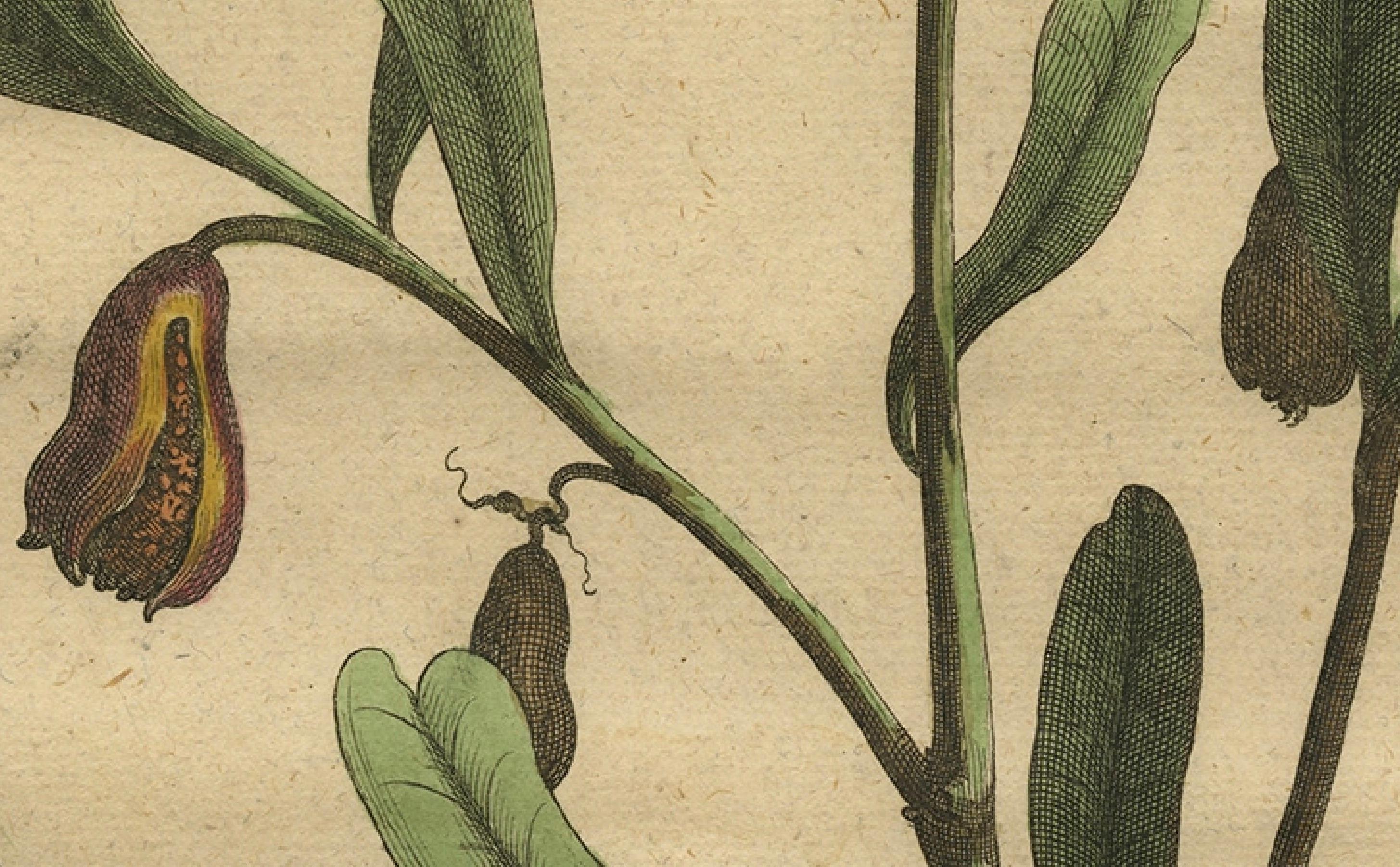 Engraved Botanical Illustration of Cardamom Plant (Cardamomum majus arborescens) , 1696 For Sale