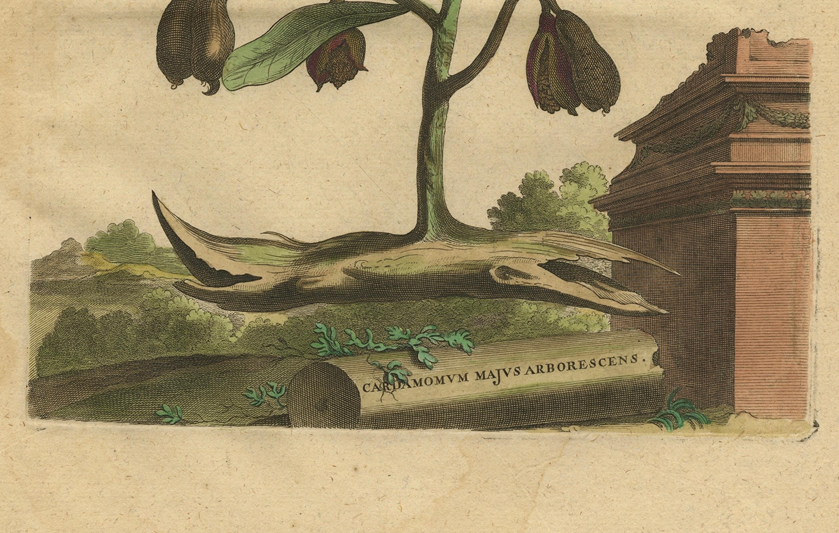 Botanical Illustration of Cardamom Plant (Cardamomum majus arborescens) , 1696 In Good Condition For Sale In Langweer, NL