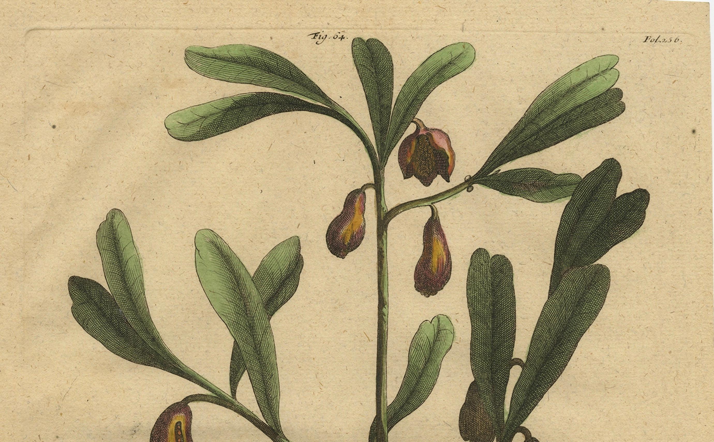 Late 17th Century Botanical Illustration of Cardamom Plant (Cardamomum majus arborescens) , 1696 For Sale