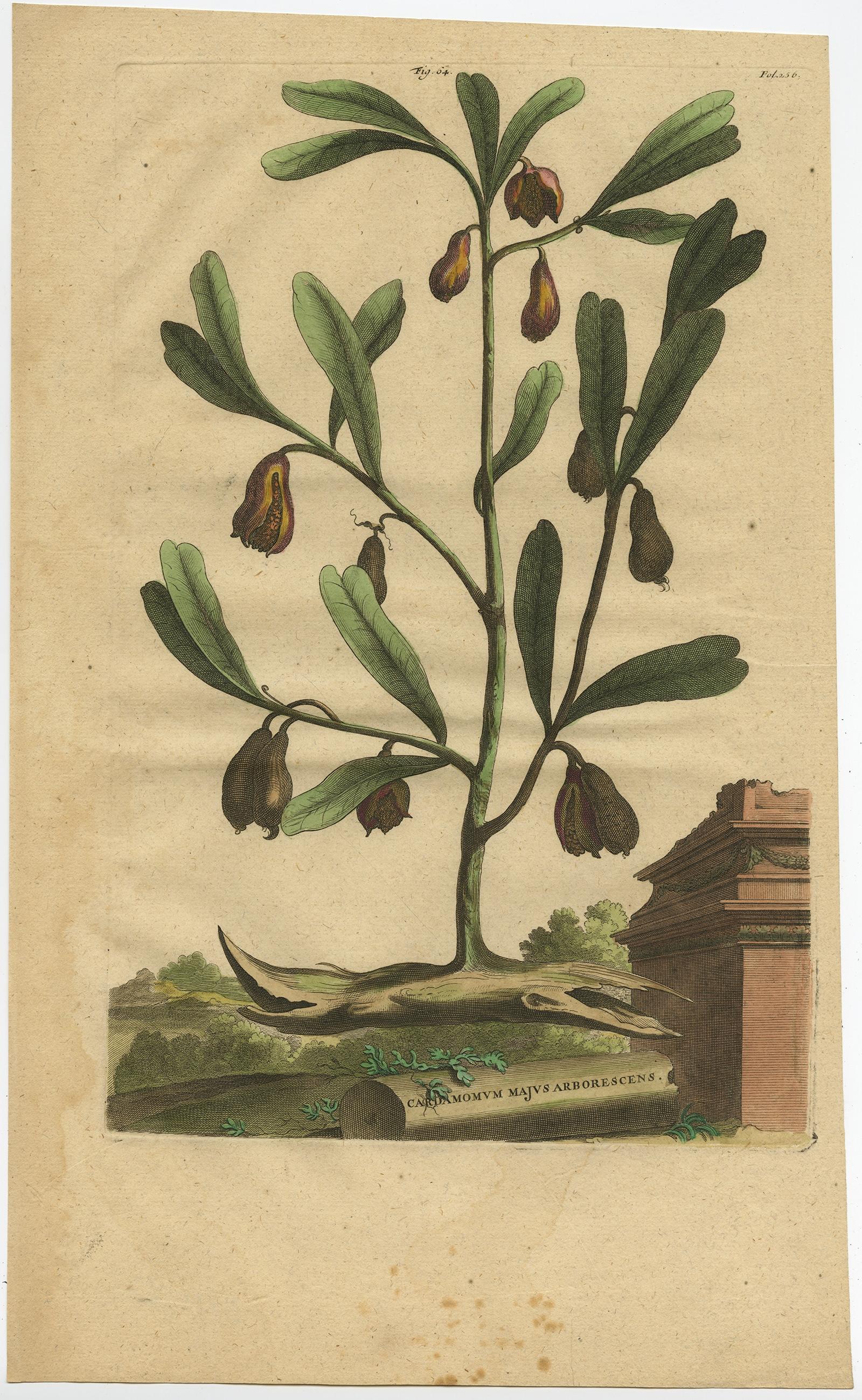 Paper Botanical Illustration of Cardamom Plant (Cardamomum majus arborescens) , 1696 For Sale