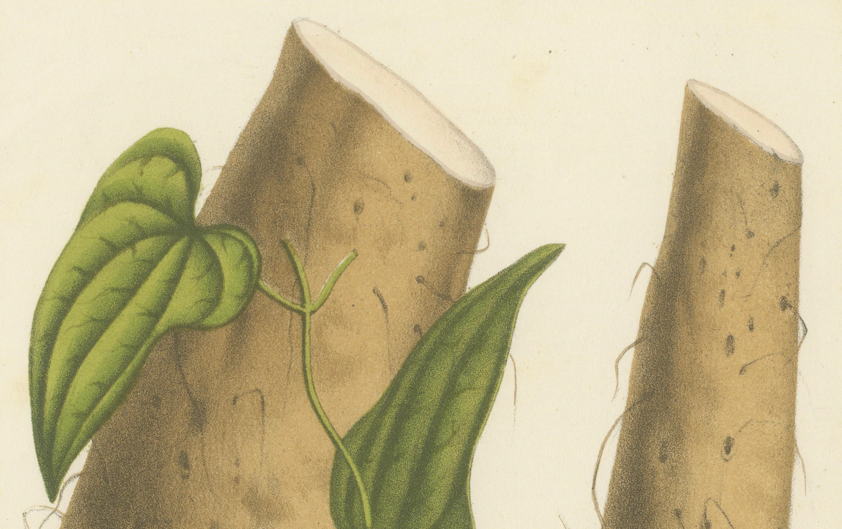 Illustration botanique du petit Kurrajong : Brachychiton Bidwillii

Cette lithographie représente le Brachychiton bidwillii, communément appelé le petit Kurrajong. Originaire d'Australie, ce petit arbre ou arbuste est apprécié pour ses étonnantes