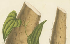Botanical Illustration of Chinese Yam: Dioscorea Batatas, c.1855