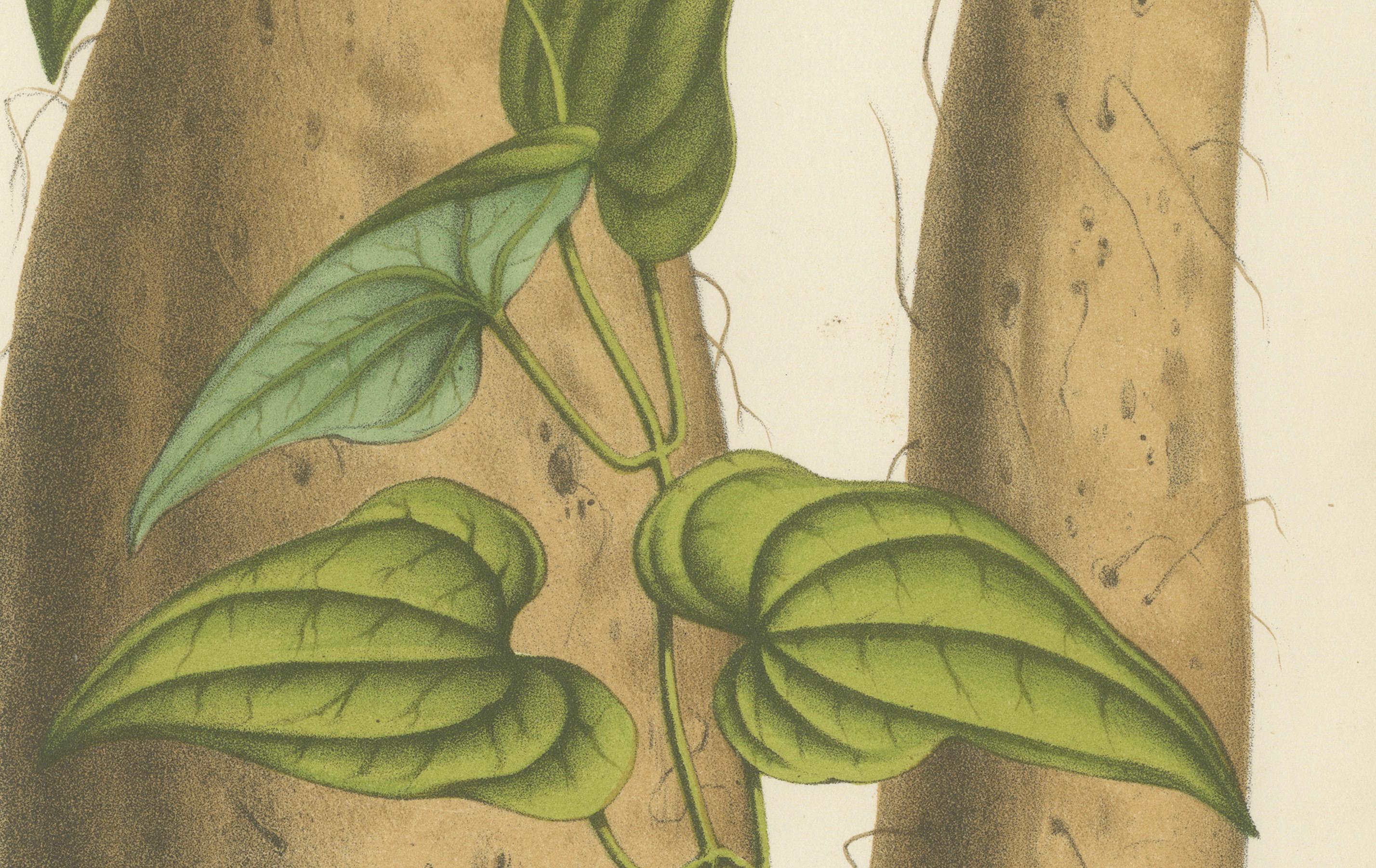 Illustration botanique de l'igname de Chine : Dioscorea Batatas, c.1855. Bon état - En vente à Langweer, NL