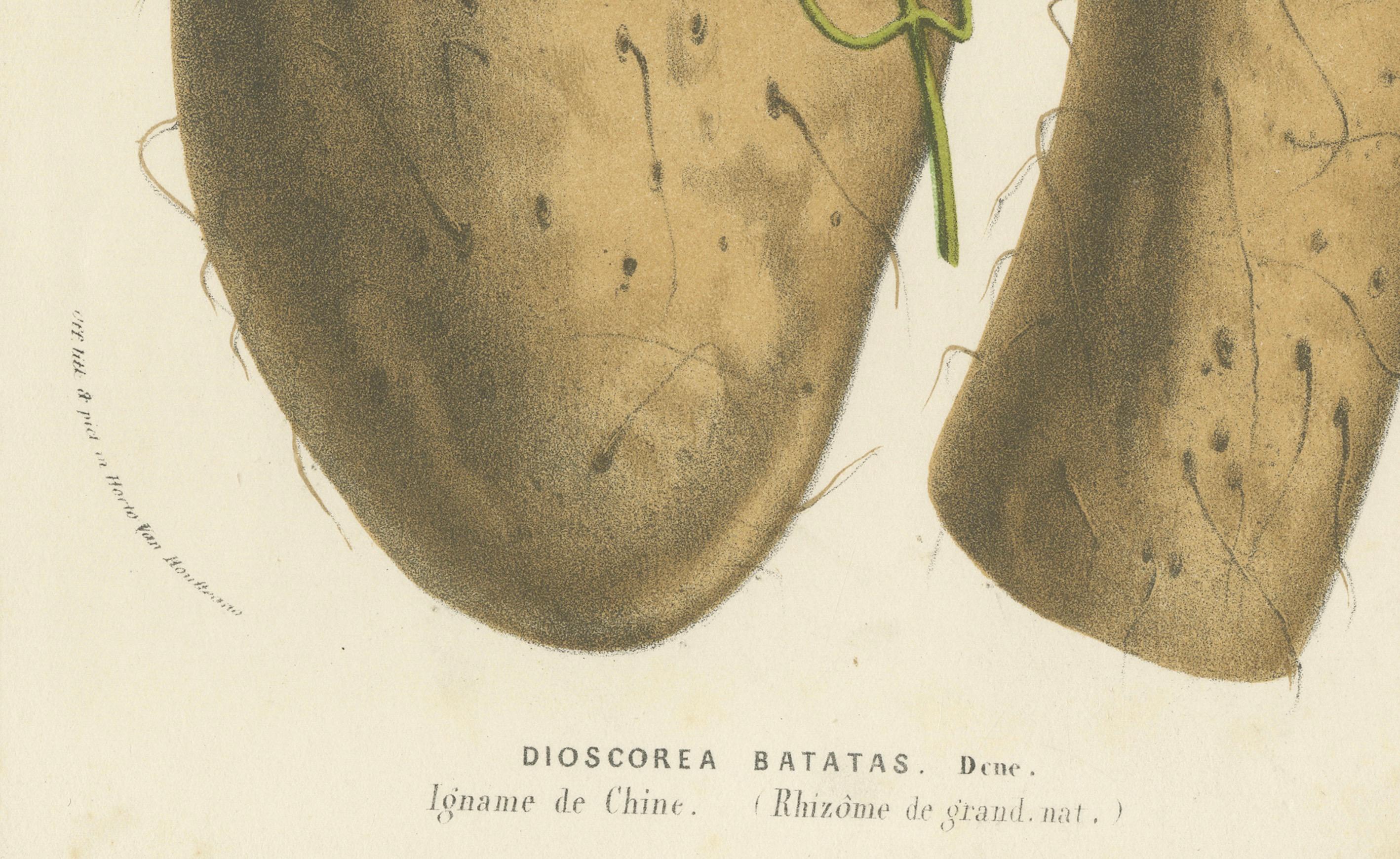 Milieu du XIXe siècle Illustration botanique de l'igname de Chine : Dioscorea Batatas, c.1855. en vente