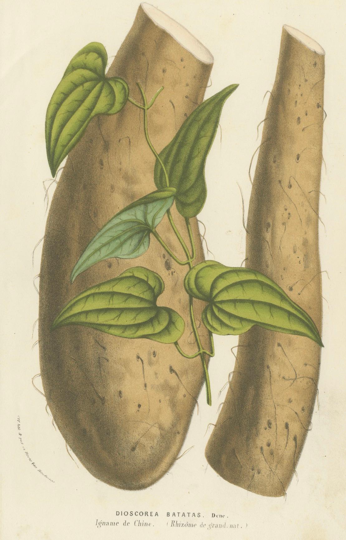 Papier Illustration botanique de l'igname de Chine : Dioscorea Batatas, c.1855. en vente