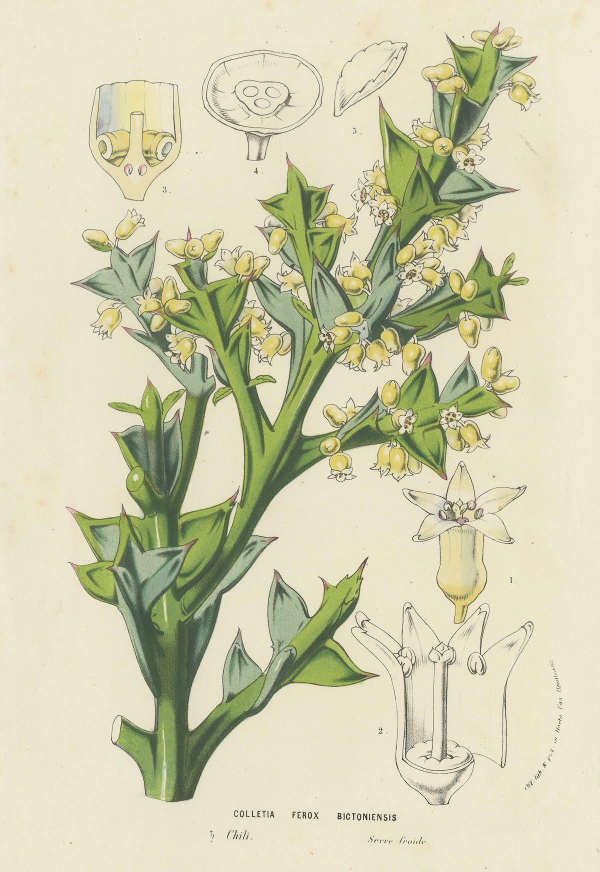 Illustration botanique de Colletia Ferox : beauté épineuse du Chili

Cette lithographie représente la plante Colletia ferox, également connue sous le nom de plante d'ancrage ou d'épine de crucifixion. Originaire du Chili, Colletia ferox est un