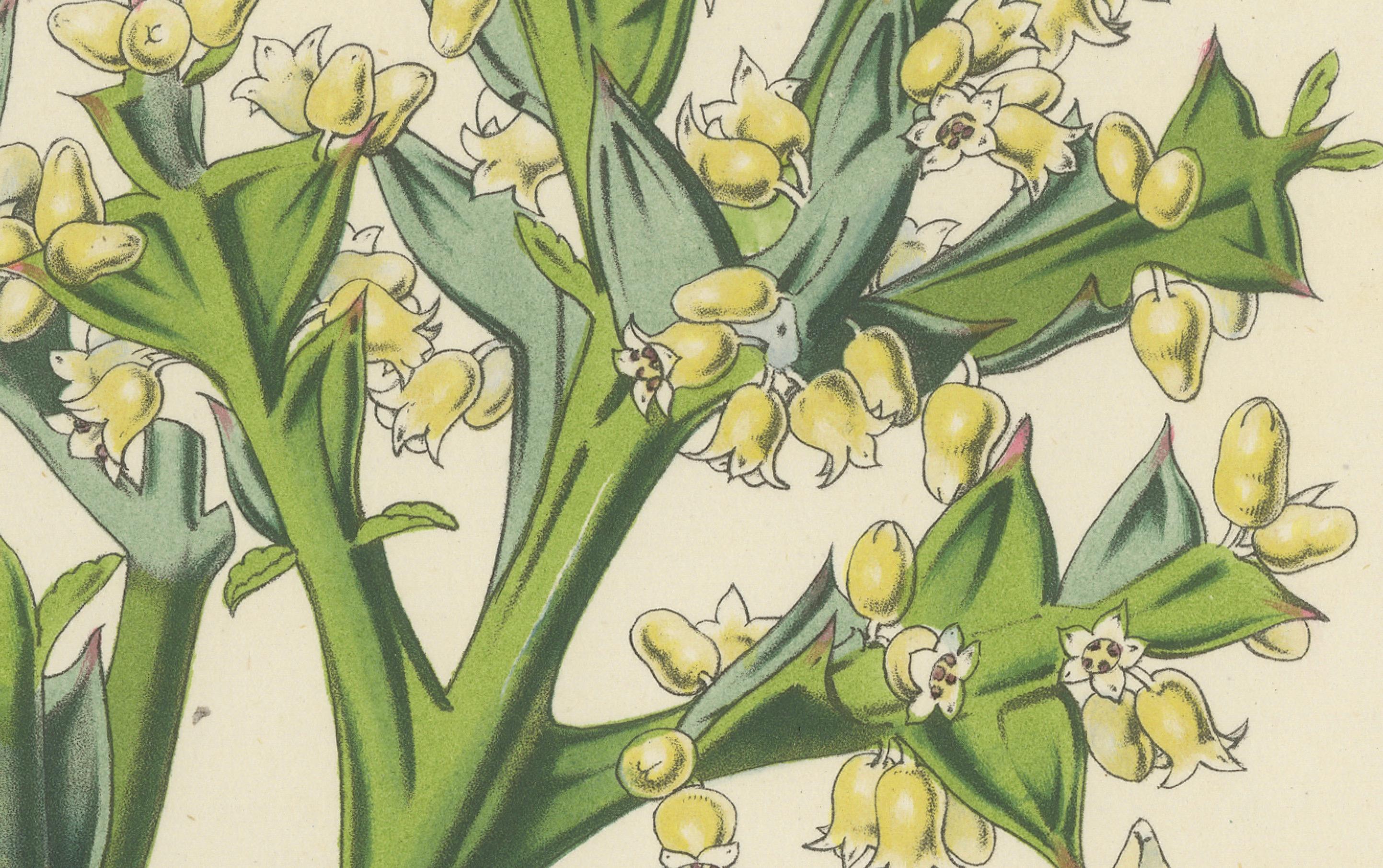 Milieu du XIXe siècle Illustration botanique de Colletia Ferox : Thorny Beauty from Chile, c.1855 en vente