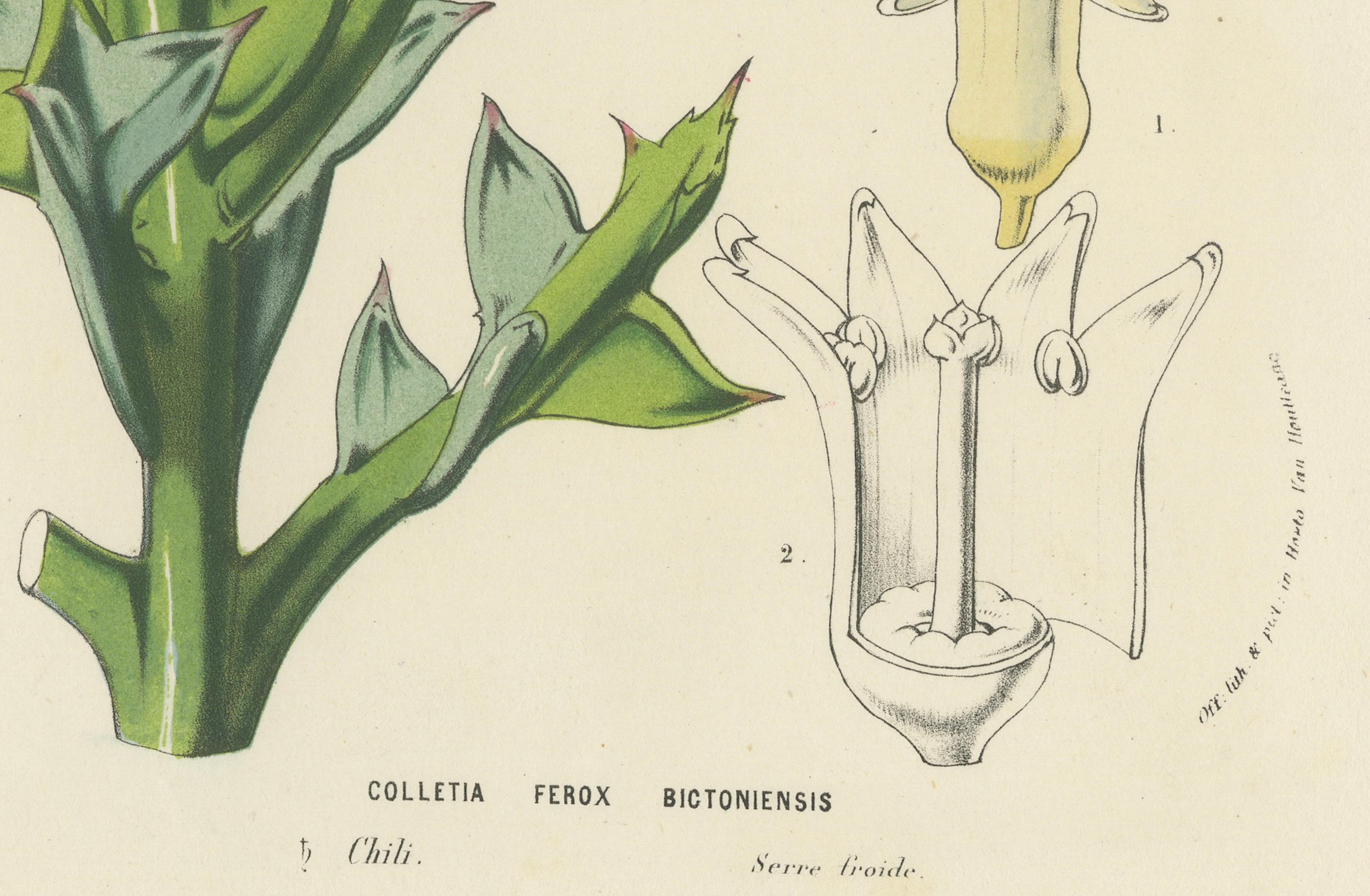 Papier Illustration botanique de Colletia Ferox : Thorny Beauty from Chile, c.1855 en vente