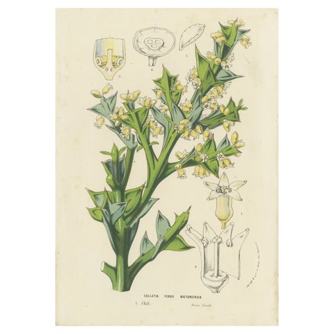Botanical Illustration of Colletia Ferox: Thorny Beauty from Chile, c.1855