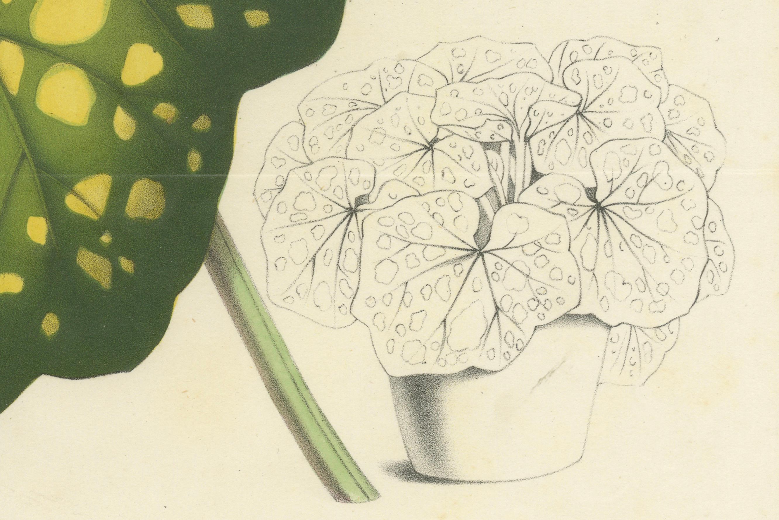Illustrazione botanica di foglie di Farfugium grande, stampa litografica del 1854-1855

Questa litografia con colorazione originale a mano illustra il sorprendente fogliame della pianta Farfugium grande, comunemente nota come 