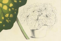 Botanical Illustration of Farfugium grande Leaf, 1854-1855 Lithograph Print