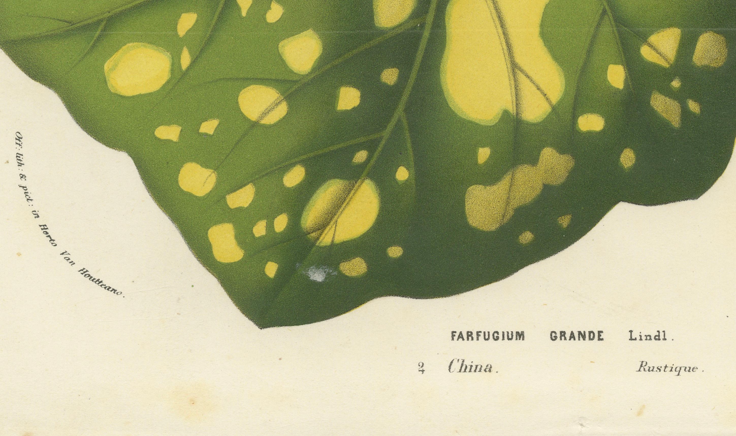 Illustrazione botanica di foglie di Farfugium grande, stampa litografica del 1854-1855 In condizioni buone in vendita a Langweer, NL