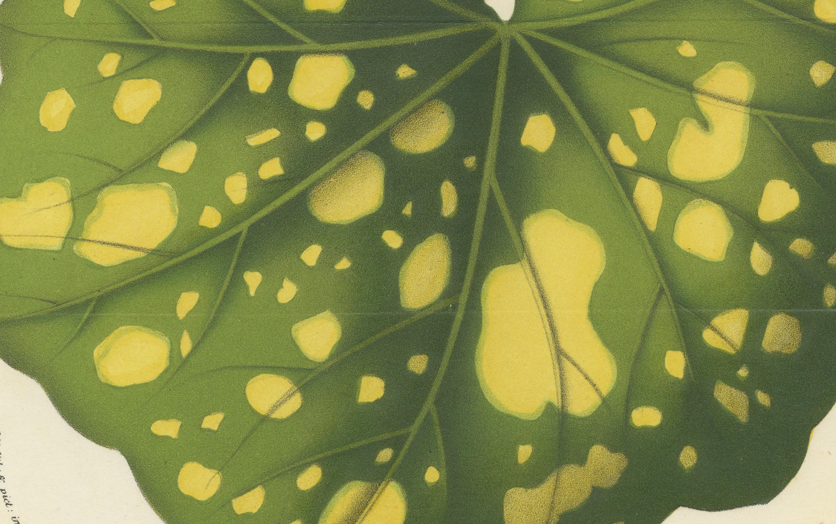 Metà XIX secolo Illustrazione botanica di foglie di Farfugium grande, stampa litografica del 1854-1855 in vendita