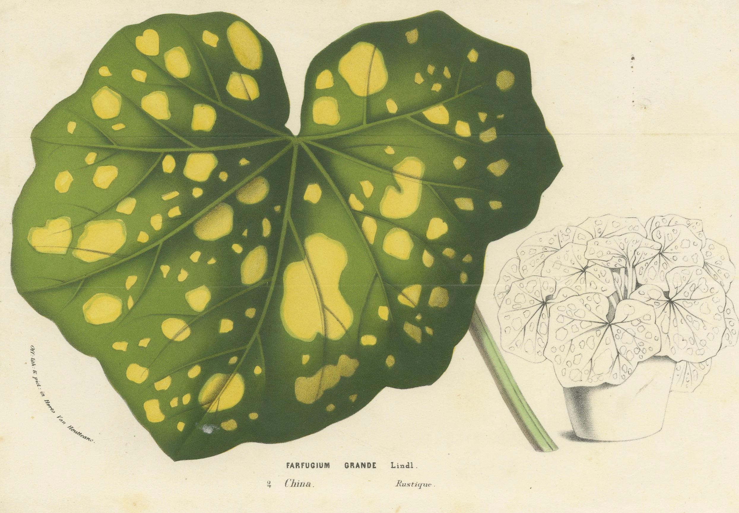 Carta Illustrazione botanica di foglie di Farfugium grande, stampa litografica del 1854-1855 in vendita