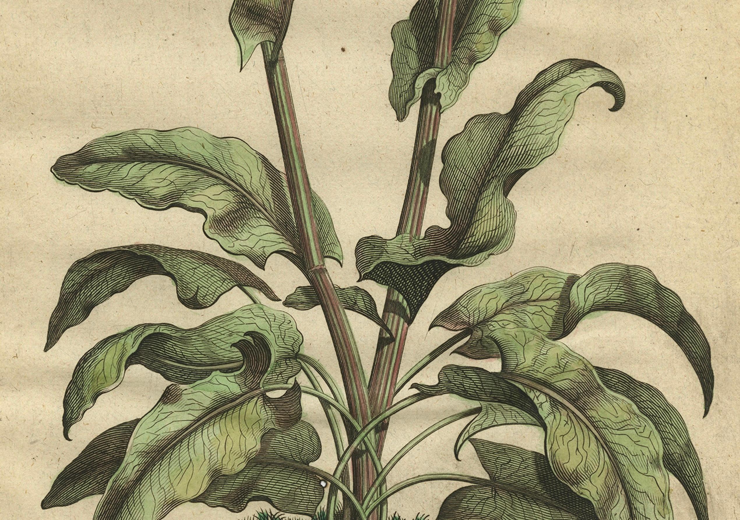 This antique print, titled 