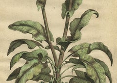 Botanical Illustration of Large Spanish Sorrel (Acetosa Hispanica Maxima), 1696