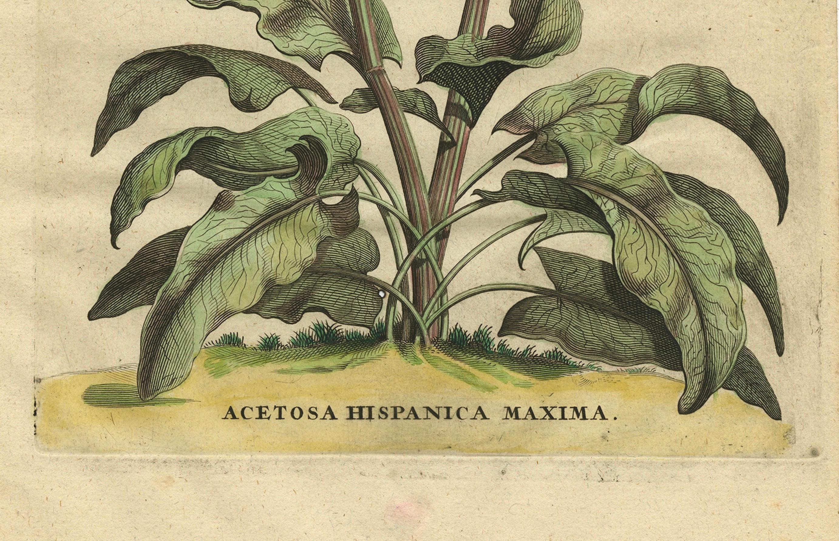 Engraved Botanical Illustration of Large Spanish Sorrel (Acetosa Hispanica Maxima), 1696 For Sale