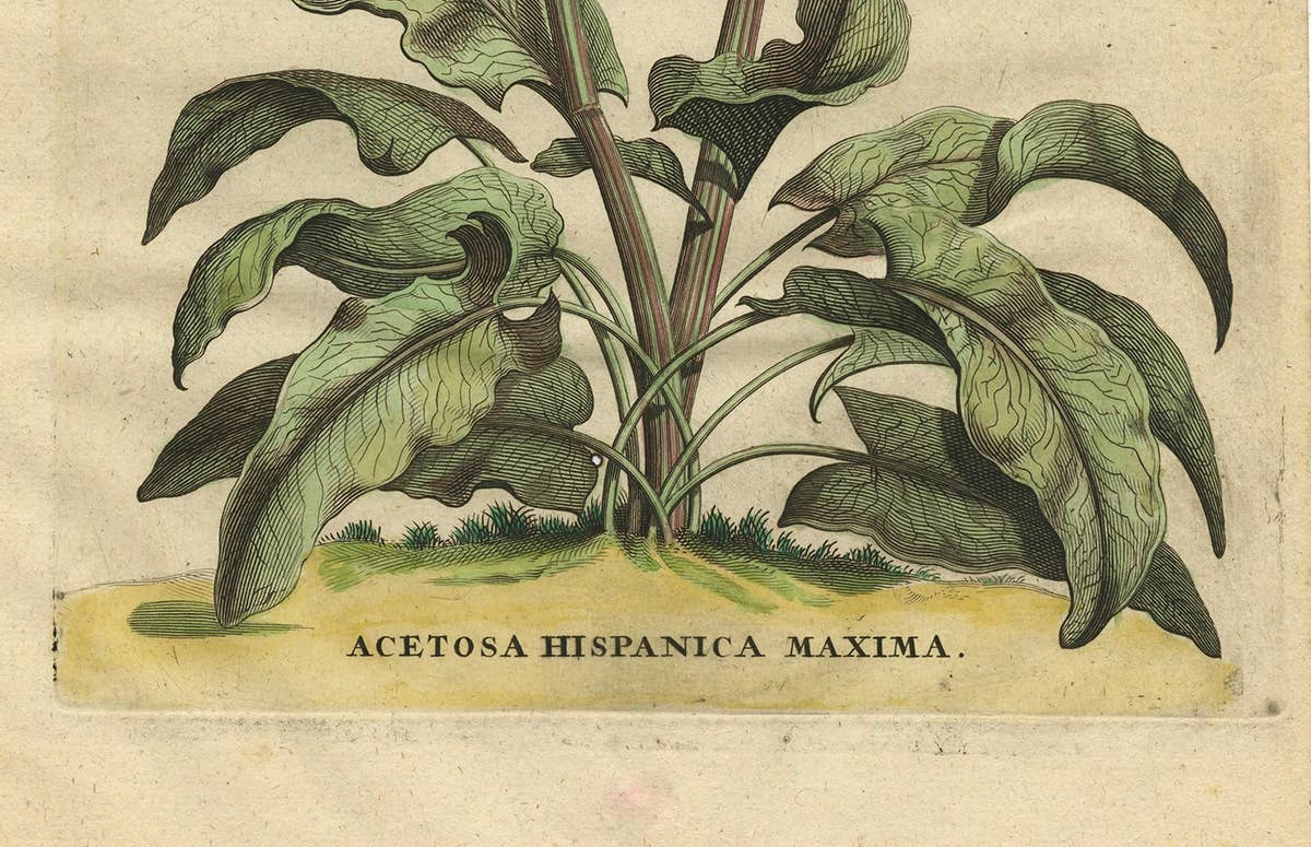 Botanical Illustration of Large Spanish Sorrel (Acetosa Hispanica Maxima), 1696