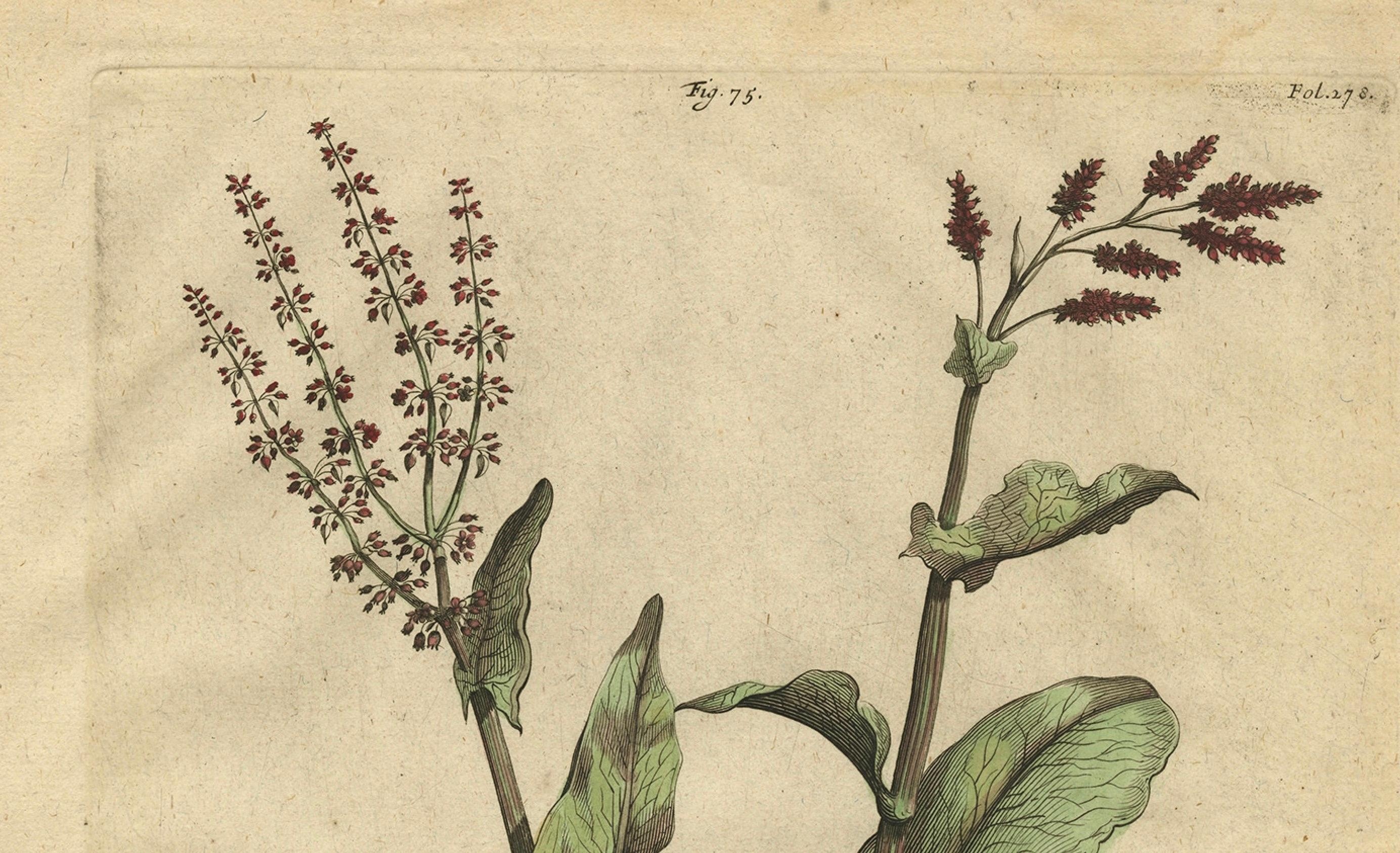 Botanical Illustration of Large Spanish Sorrel (Acetosa Hispanica Maxima), 1696 In Good Condition For Sale In Langweer, NL