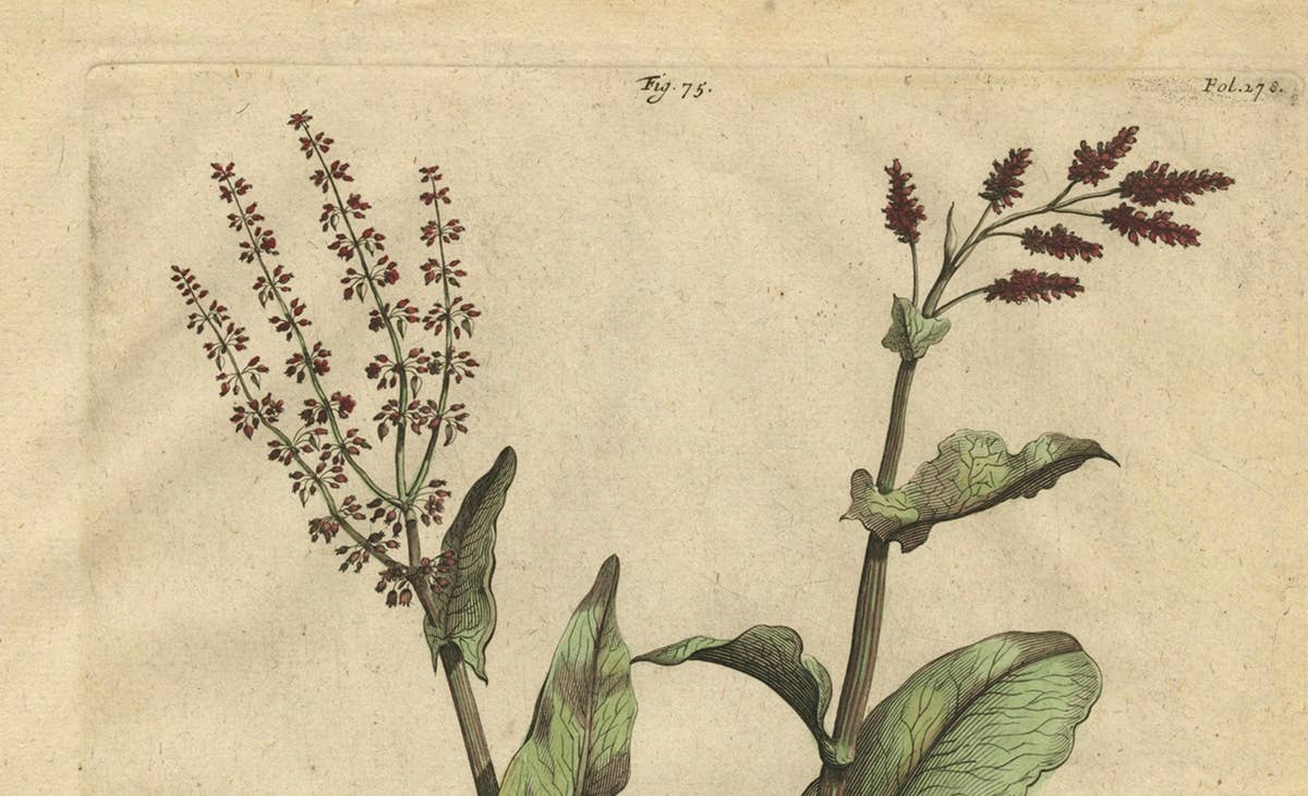 Botanical Illustration of Large Spanish Sorrel (Acetosa Hispanica Maxima), 1696