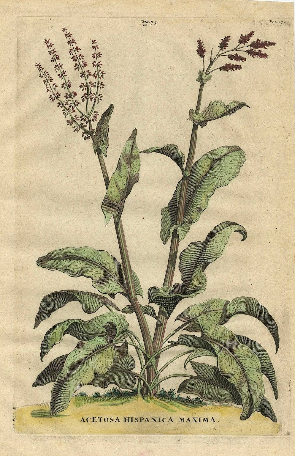 Botanical Illustration of Large Spanish Sorrel (Acetosa Hispanica Maxima), 1696