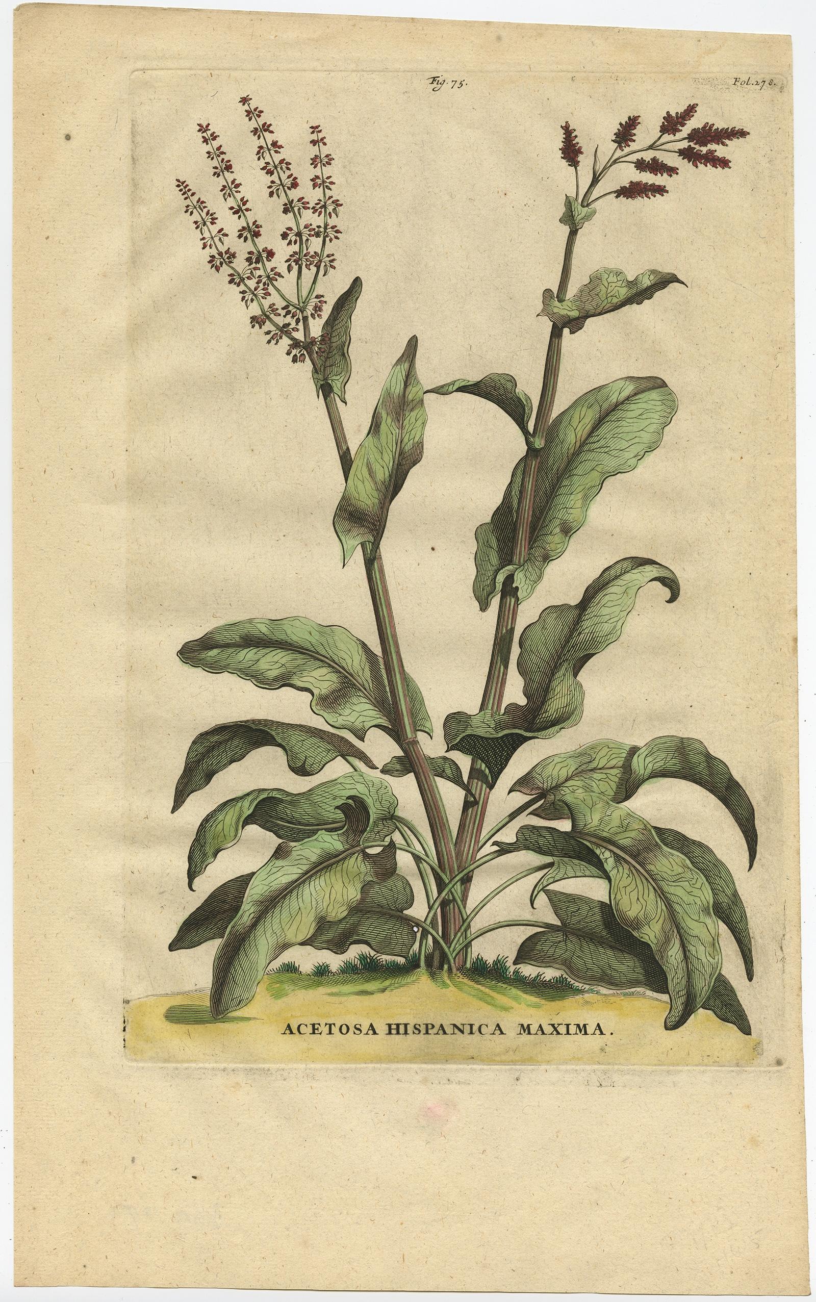 Paper Botanical Illustration of Large Spanish Sorrel (Acetosa Hispanica Maxima), 1696 For Sale