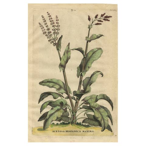 Botanical Illustration of Large Spanish Sorrel (Acetosa Hispanica Maxima), 1696