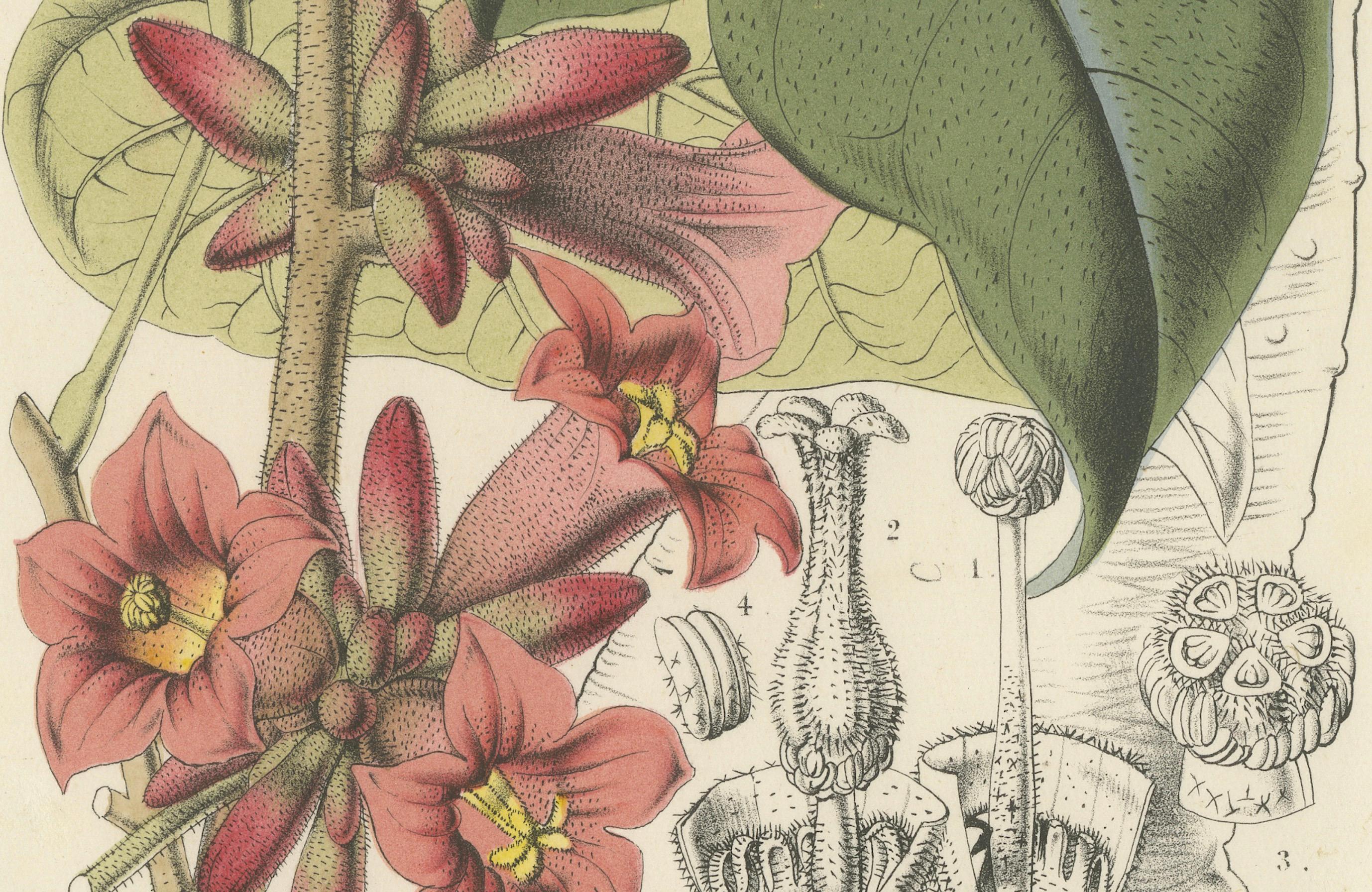 Botanische Illustration von Little Kurrajong: Brachychiton bidwillii

Diese Lithografie zeigt den Brachychiton bidwillii, der allgemein als Kleiner Kurrajong bekannt ist. Dieser kleine Baum oder Strauch ist in Australien beheimatet und wird wegen