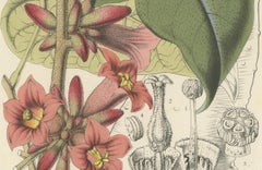 Botanical Illustration of Little Kurrajong: Brachychiton Bidwillii, c.1855