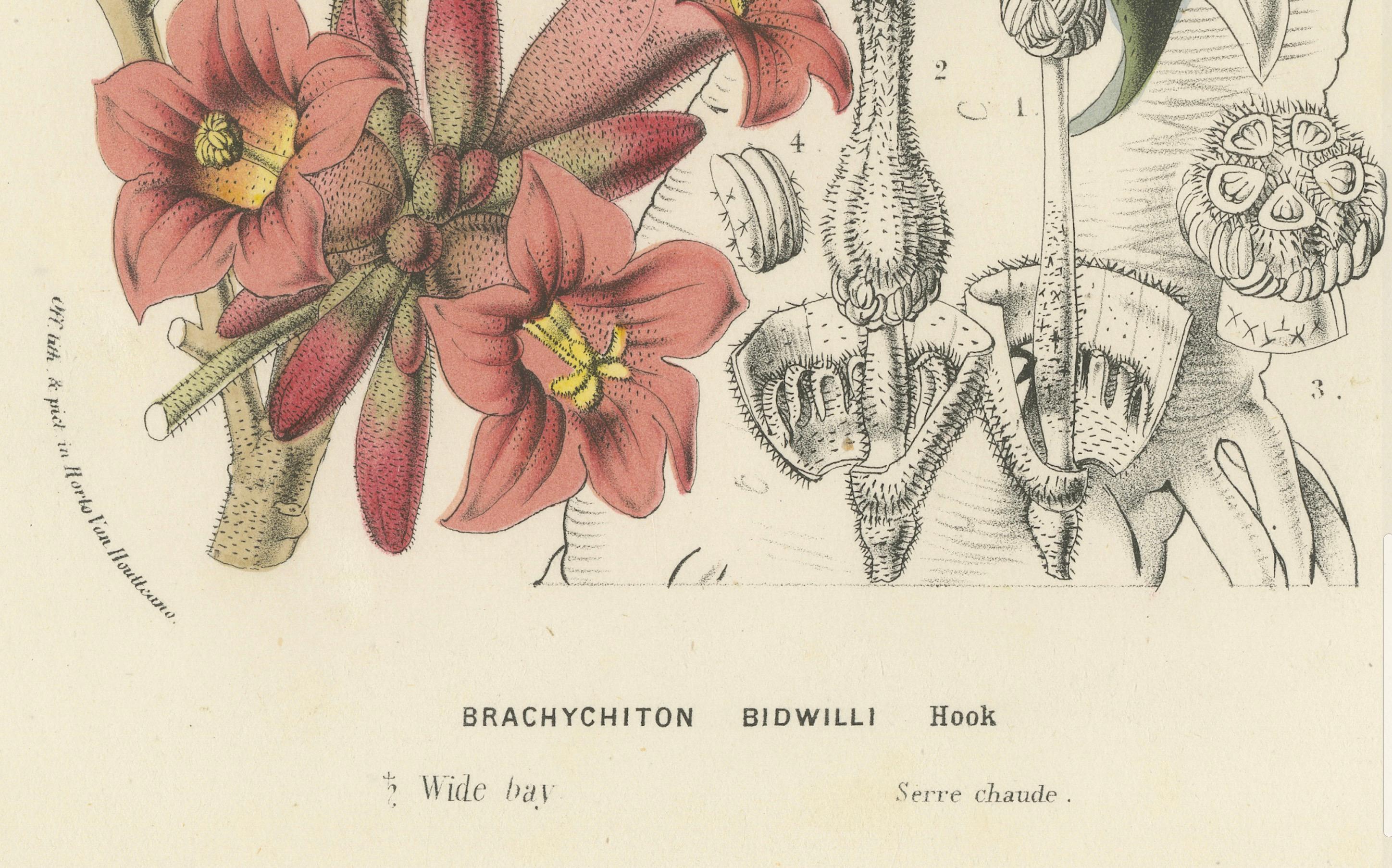 Botanicale Illustration des kleinen Kurrajong: Brachychiton Bidwillii, um 1855 im Zustand „Gut“ im Angebot in Langweer, NL