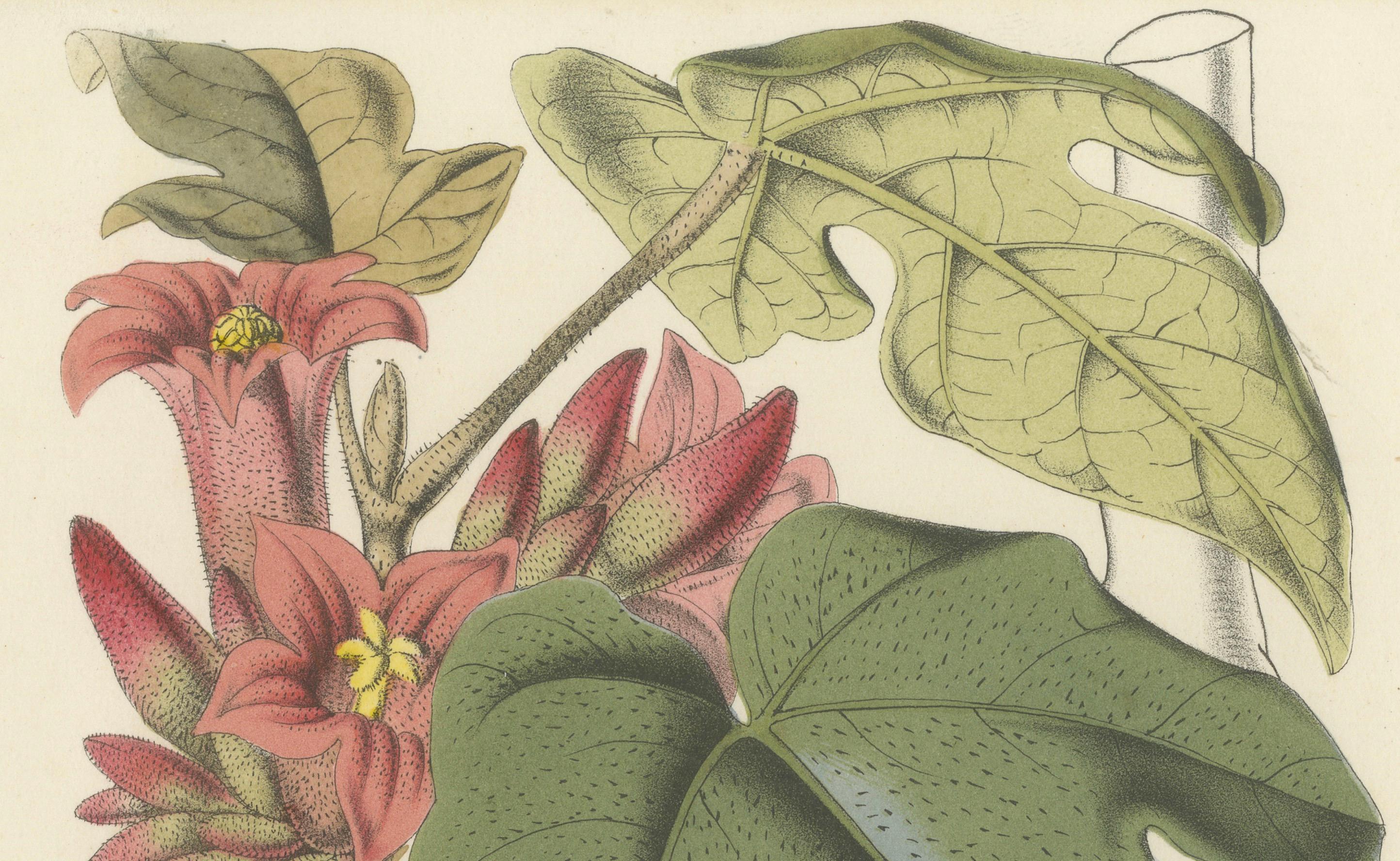 Botanicale Illustration des kleinen Kurrajong: Brachychiton Bidwillii, um 1855 (Mittleres 19. Jahrhundert) im Angebot