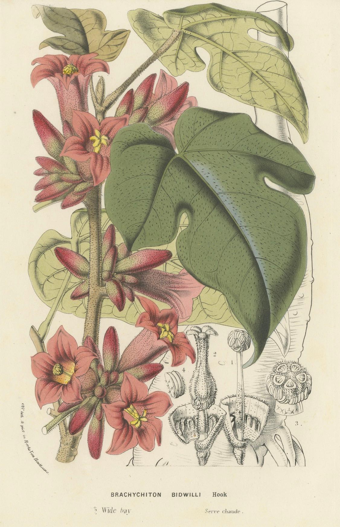 Botanicale Illustration des kleinen Kurrajong: Brachychiton Bidwillii, um 1855 (Papier) im Angebot