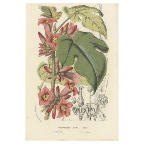 Botanical Illustration of Little Kurrajong: Brachychiton Bidwillii, c.1855