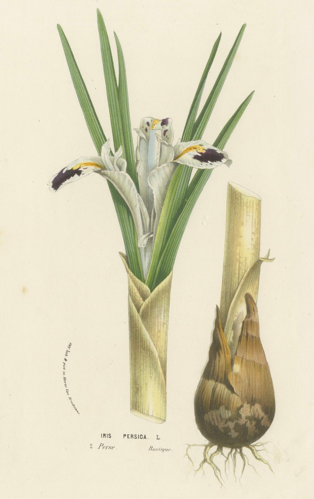 Illustrazione botanica di Iris persiana: Iris persica dall'Iran

Questa litografia raffigura l'Iris persica, comunemente conosciuta come Iris persiana. Originaria dell'Iran (Persia), questa specie di iris è nota per i suoi fiori delicati ed