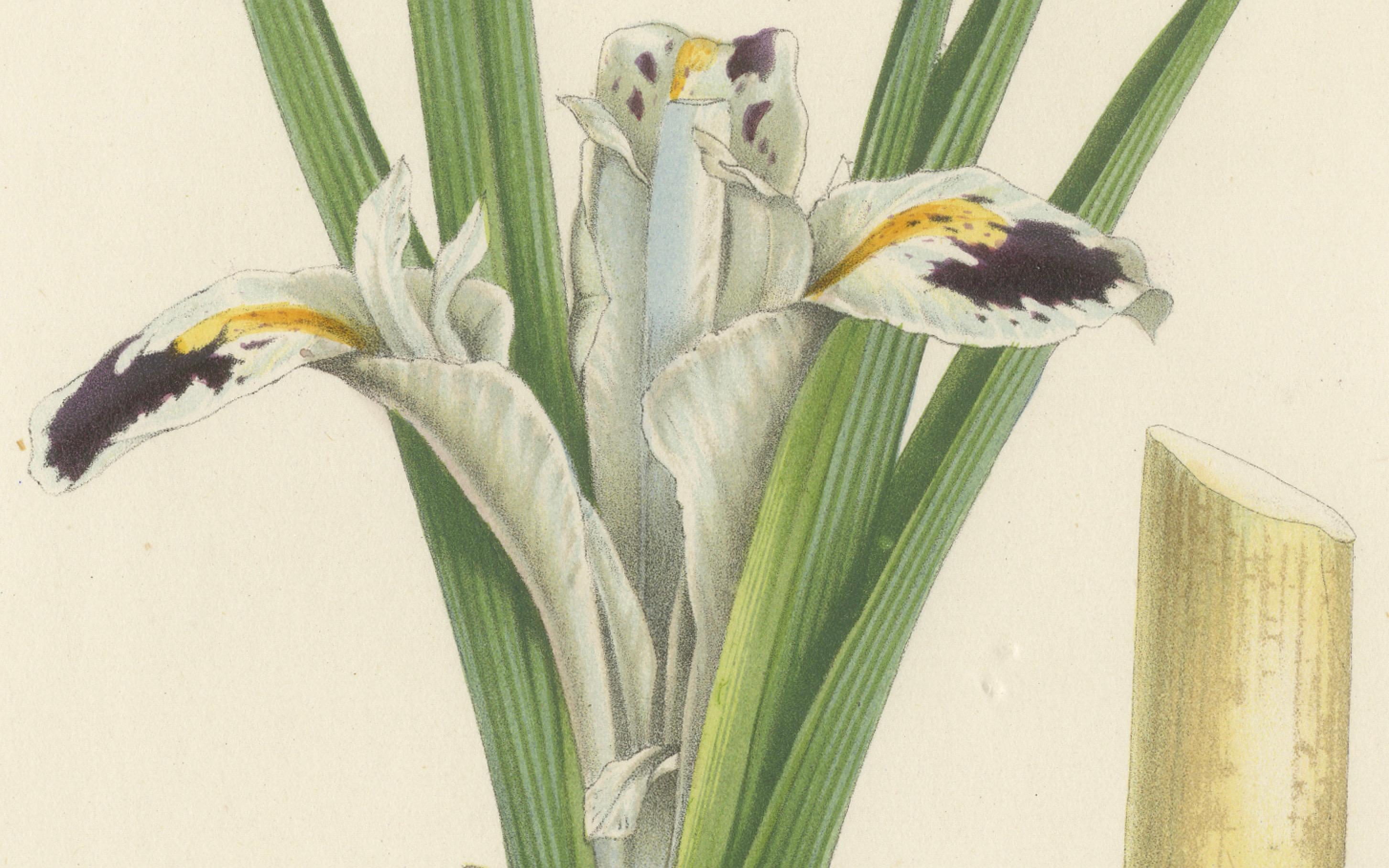 Illustrazione botanica di Iris persiana: Iris persica dall'Iran, 1855 ca. In condizioni buone in vendita a Langweer, NL