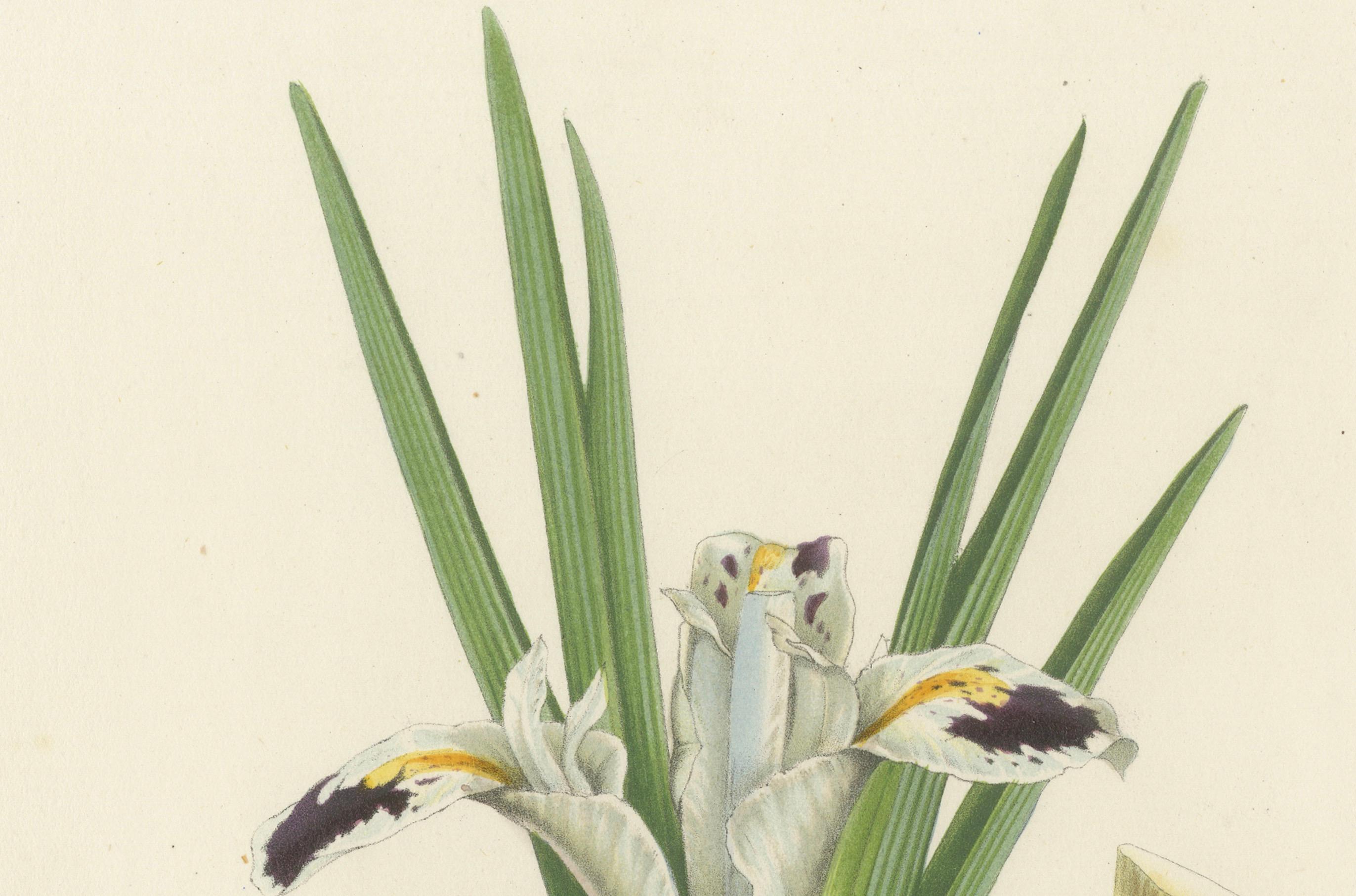 Carta Illustrazione botanica di Iris persiana: Iris persica dall'Iran, 1855 ca. in vendita