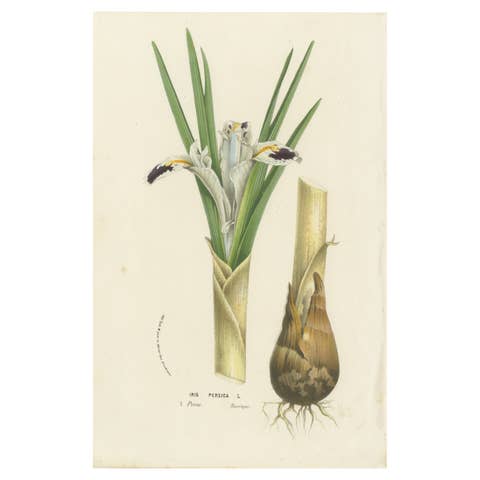 Botanical Illustration of Persian Iris: Iris persica from Iran, c.1855