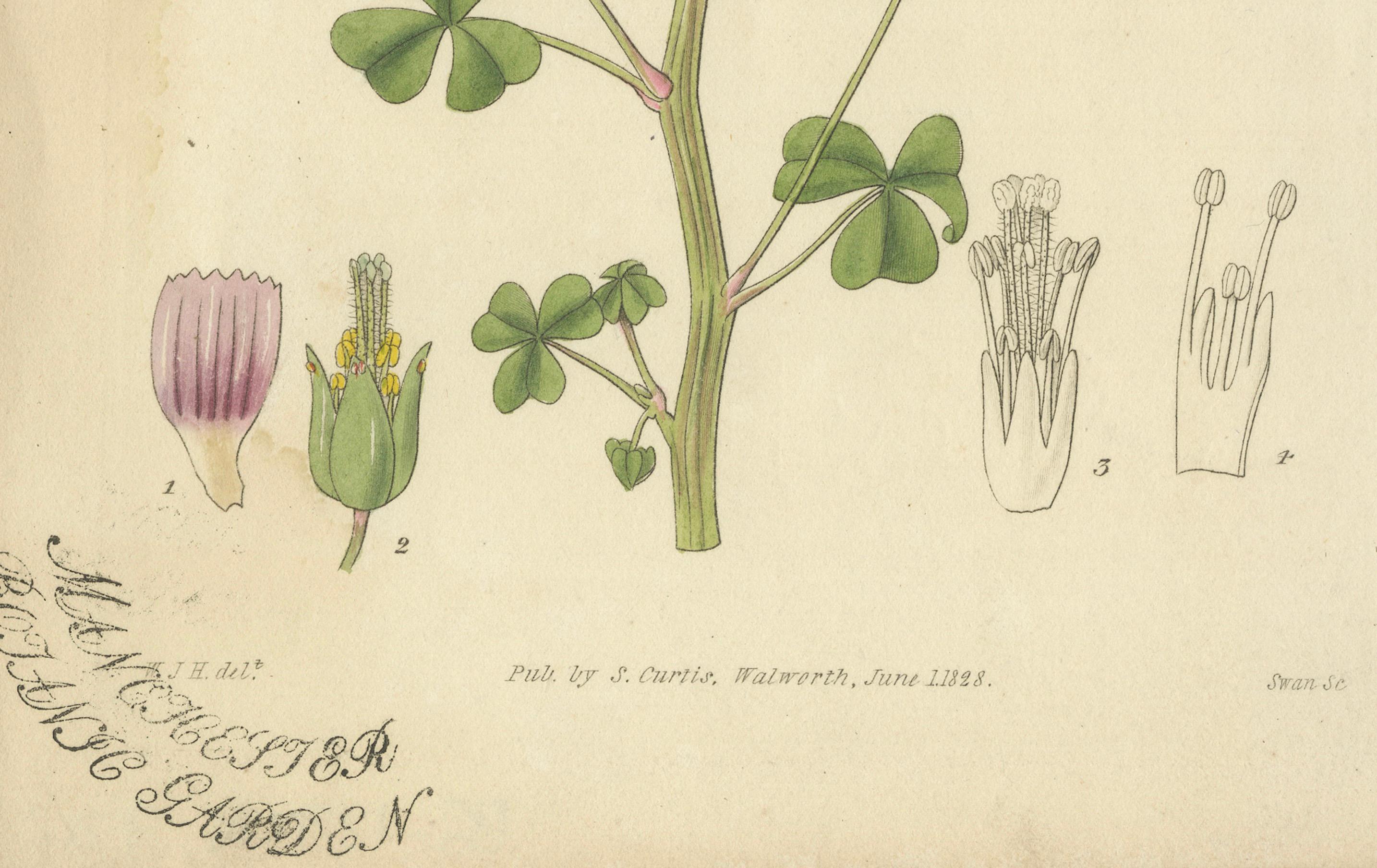Charming 1828 Botanical Illustration of Pink Wood-Sorrel – A Delightful Antique Floral Print

This illustration is from a botanical series likely associated with 