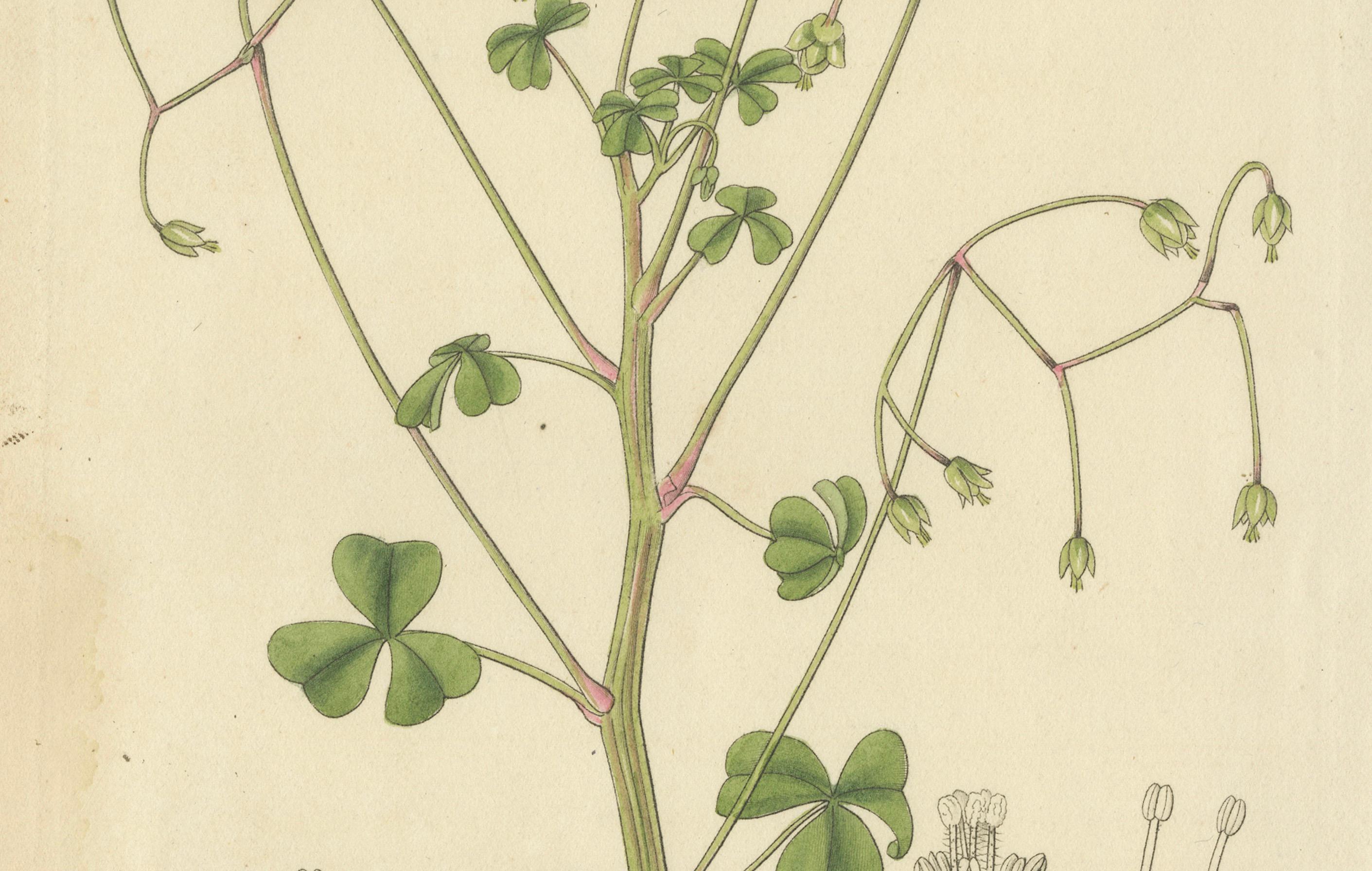 Engraved Botanical Illustration of Pink Wood-Sorrel – A Delightful Antique Floral Print For Sale