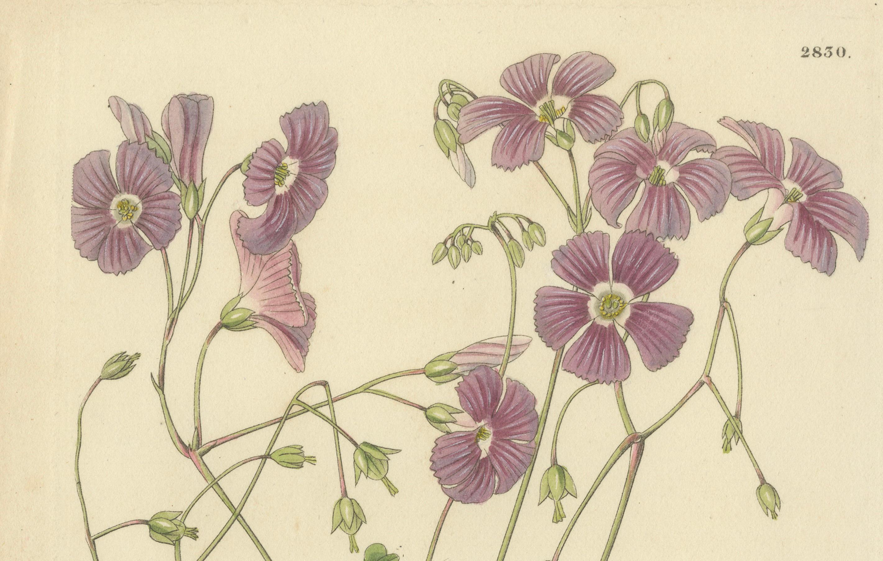 Botanical Illustration of Pink Wood-Sorrel – A Delightful Antique Floral Print In Good Condition For Sale In Langweer, NL