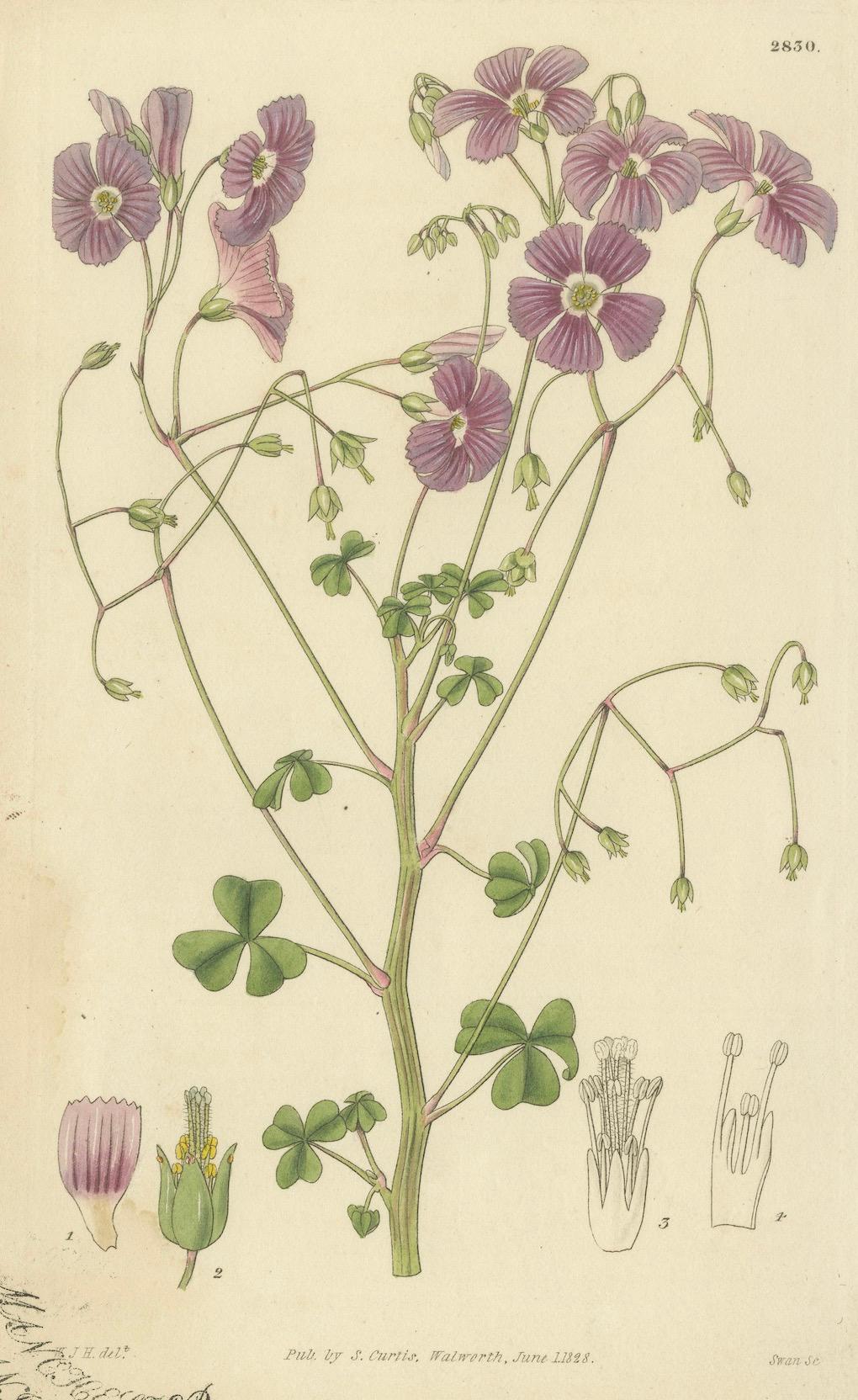 Early 19th Century Botanical Illustration of Pink Wood-Sorrel – A Delightful Antique Floral Print For Sale