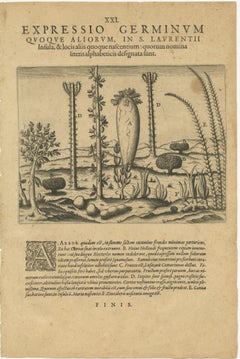 Botanical Illustration of Saint Lawrence's (Madagascar) Seeds and Plants, 1601