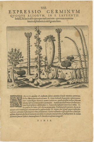 Botanical Illustration of Saint Lawrence's (Madagascar) Seeds and Plants, 1601, view 2