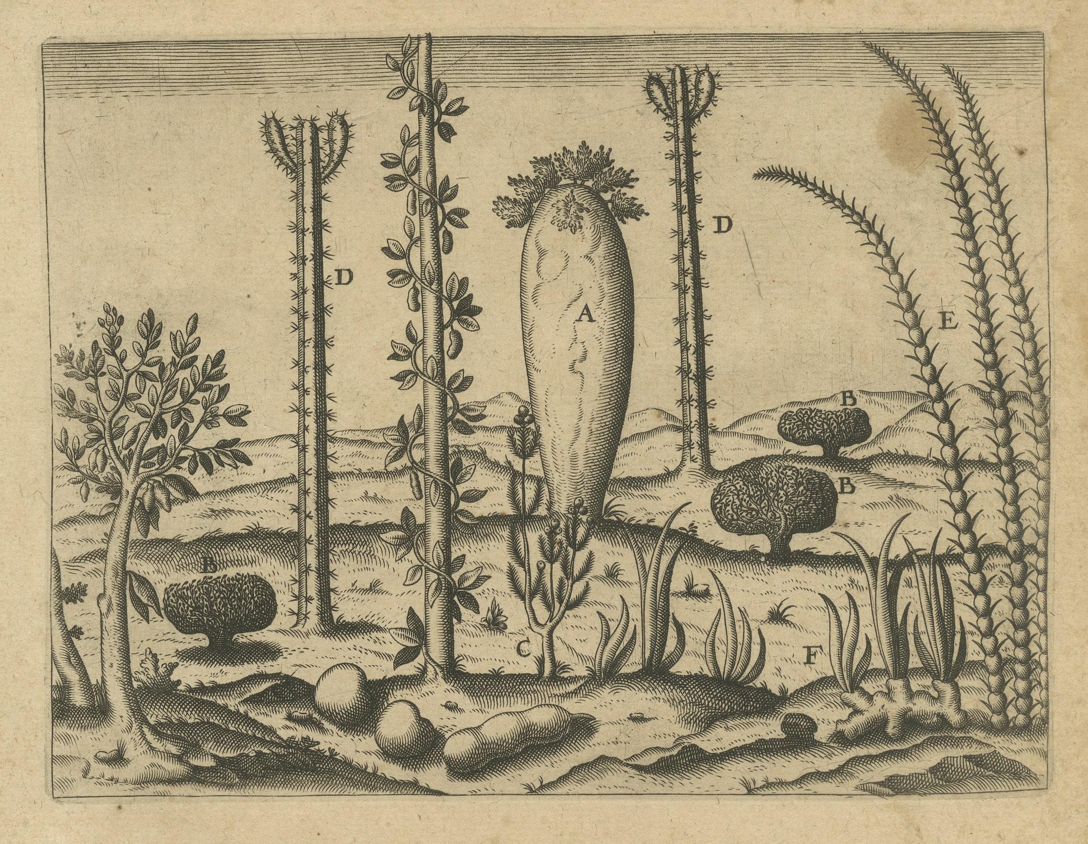 Engraved Botanical Illustration of Saint Lawrence's (Madagascar) Seeds and Plants, 1601  For Sale