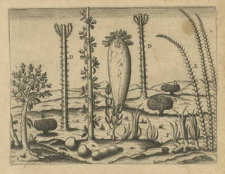 Botanical Illustration of Saint Lawrence's (Madagascar) Seeds and Plants, 1601, view 3