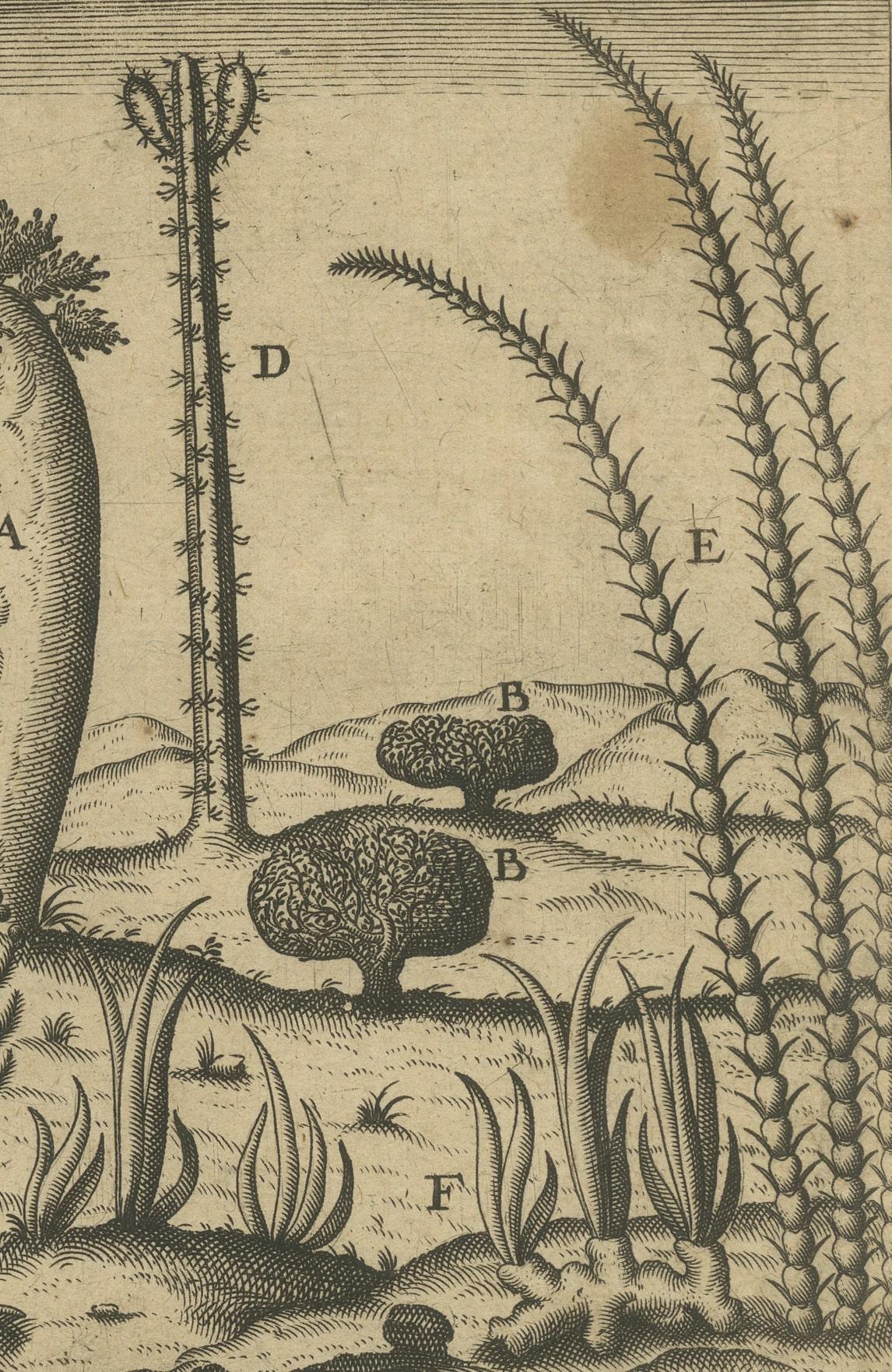 Botanical Illustration of Saint Lawrence's (Madagascar) Seeds and Plants, 1601  In Good Condition For Sale In Langweer, NL